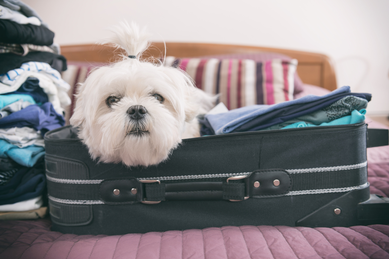 Locums Professionals: Traveling With Pets